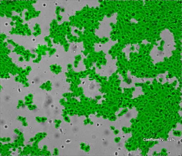 mEERL Mouse E6/E7/hRas Oropharynx Epithelial Luciferase Cell Line | SCC627